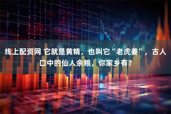 线上配资网 它就是黄精，也叫它“老虎姜”，古人口中的仙人余粮，你家乡有？